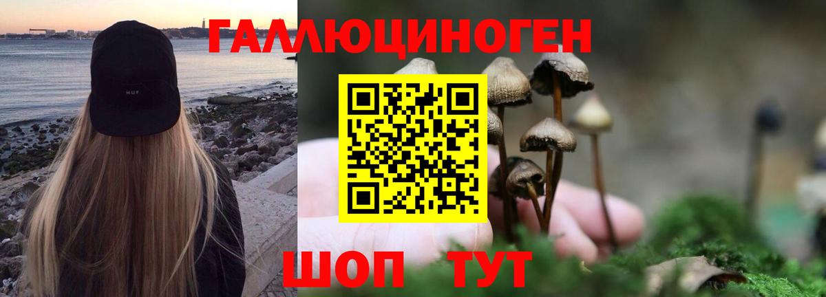 Чита  Псилоцибиновые грибы GOLDEN TEACHER  Вход с VPN  Псилоцибиновые грибы Psilocybe 